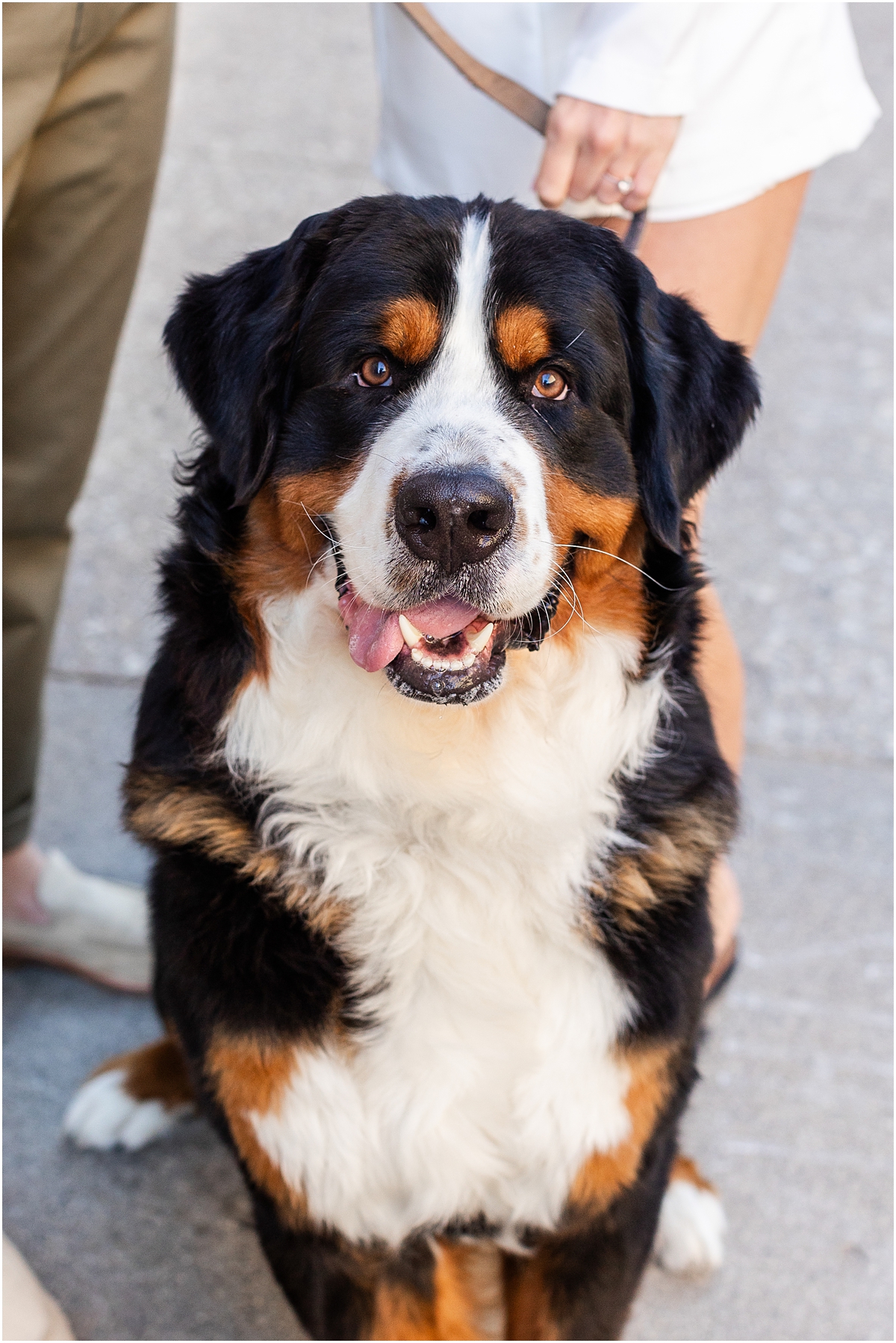 St. Bernese Mountain dog from West Loop and North Avenue Engagement Session