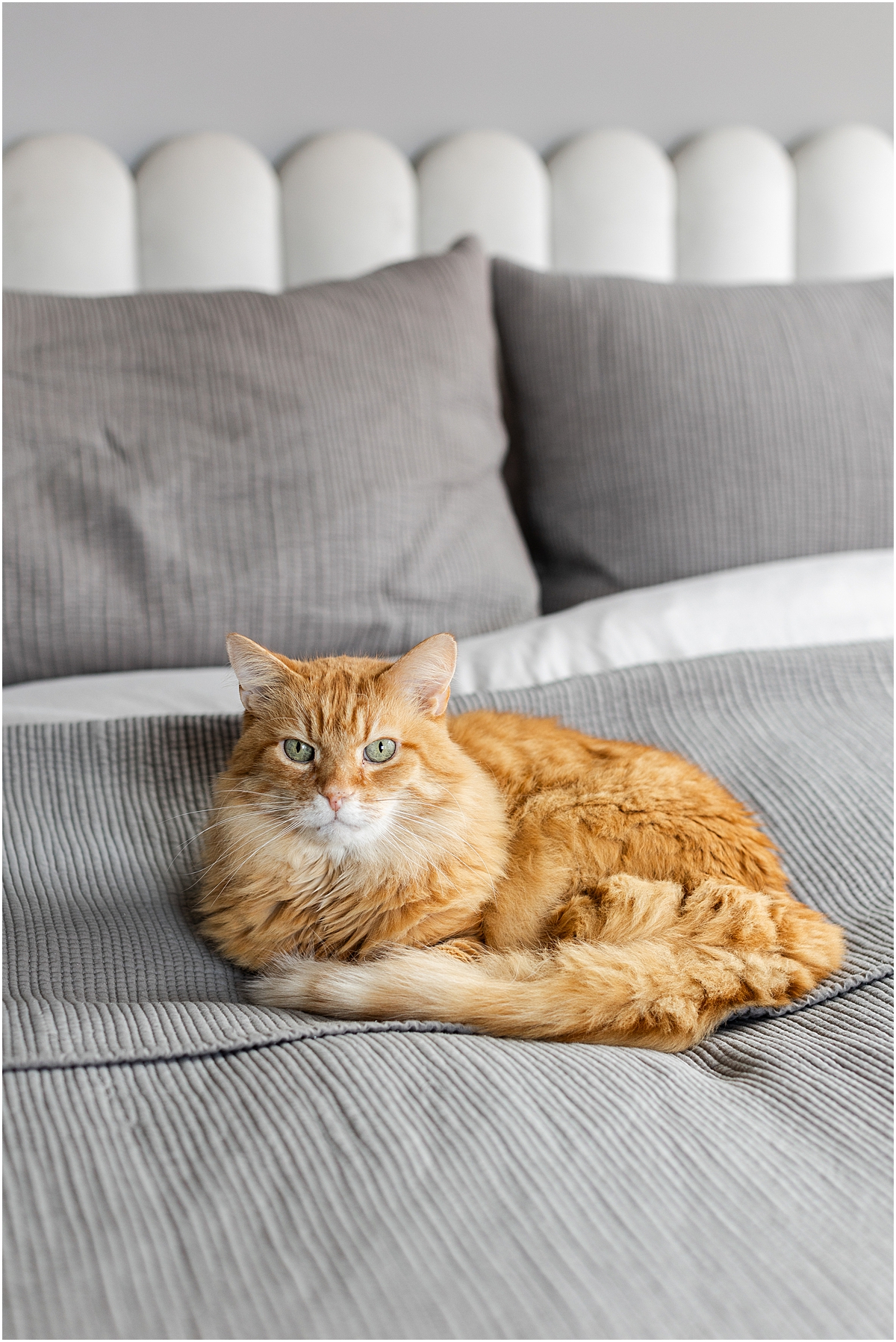 orange cat on bed while bride gets ready